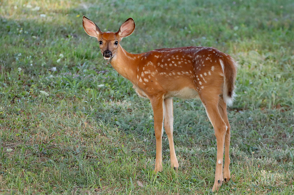 Fawn