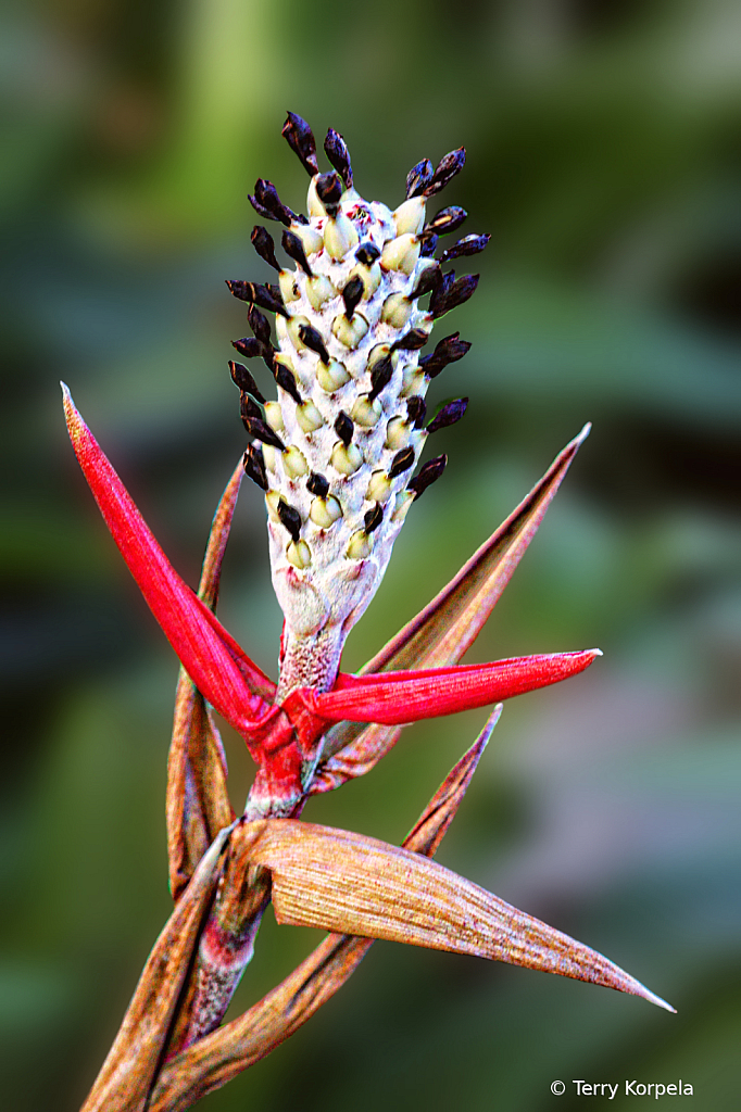 Foster Botanical Garden Honolulu