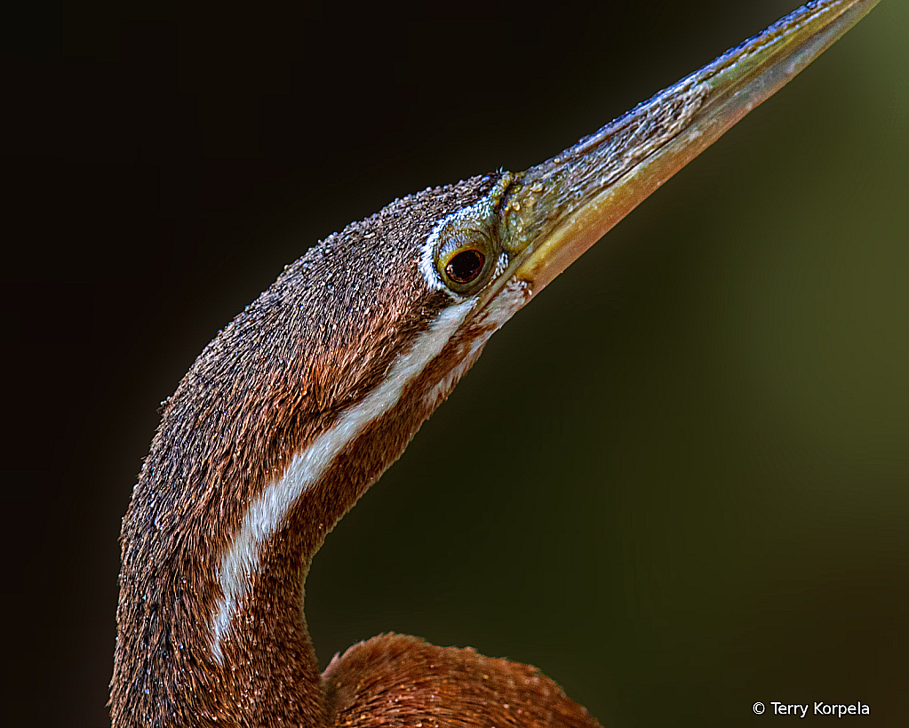 African Darter (Portrait)