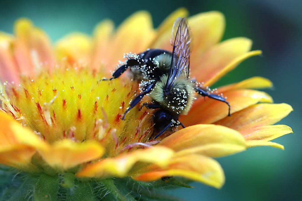 Bee