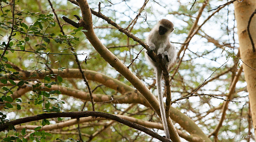 Monkey