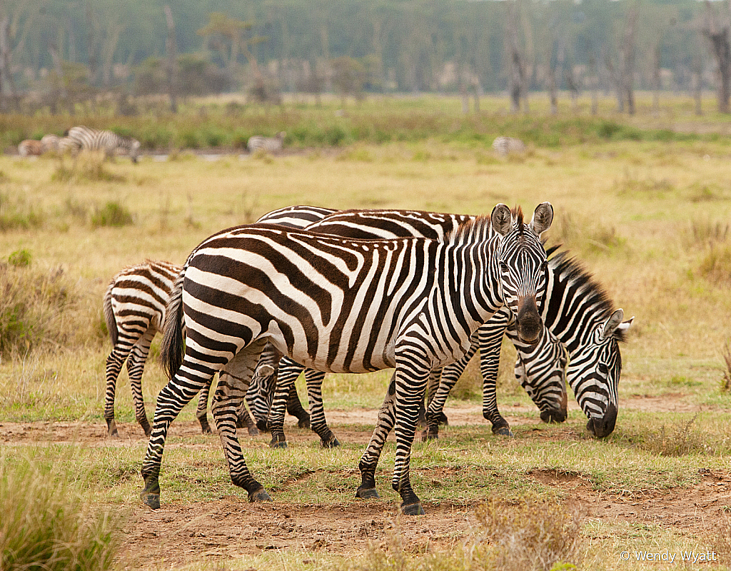 Zebra