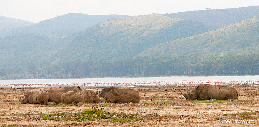 Napping Rhinos
