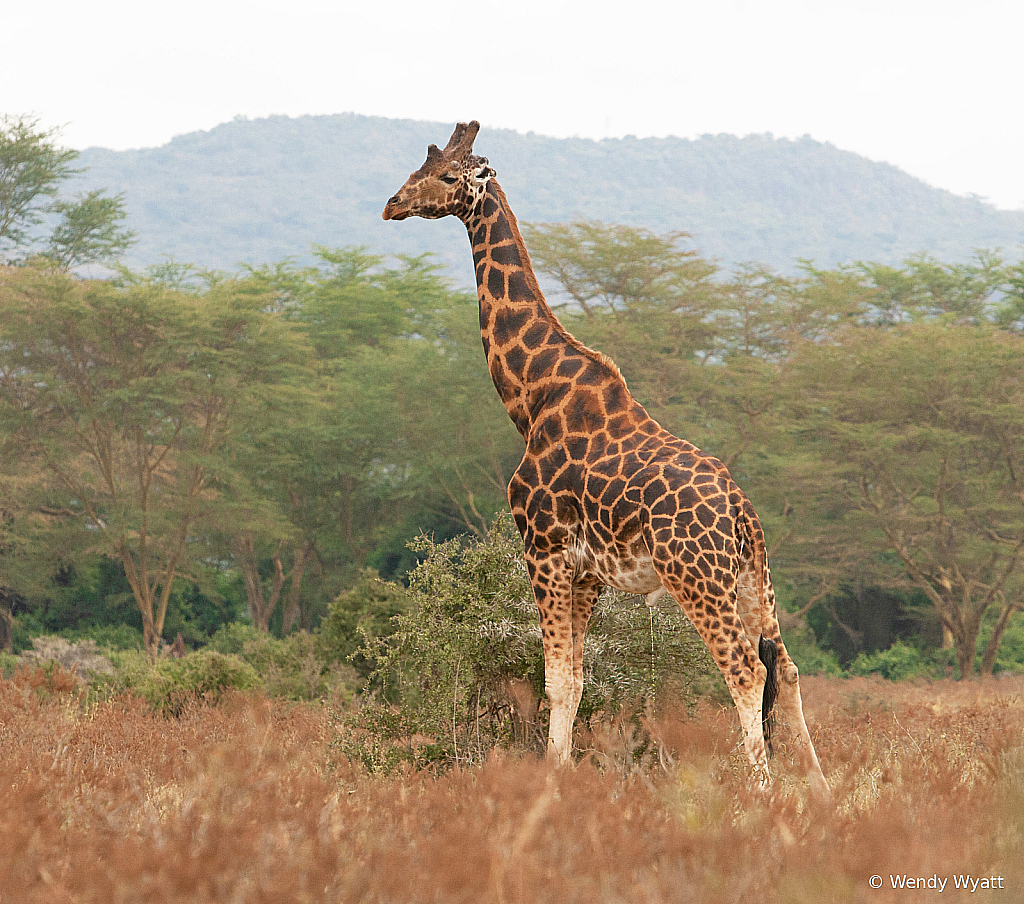 Giraffee
