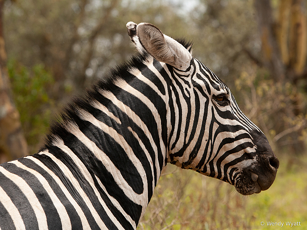Zebra