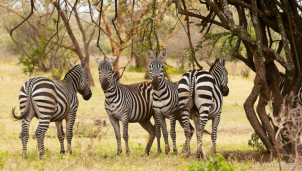 Zebra Hang Out