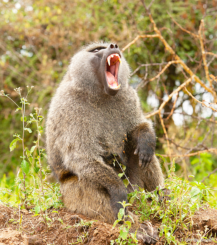 Baboon Yawn