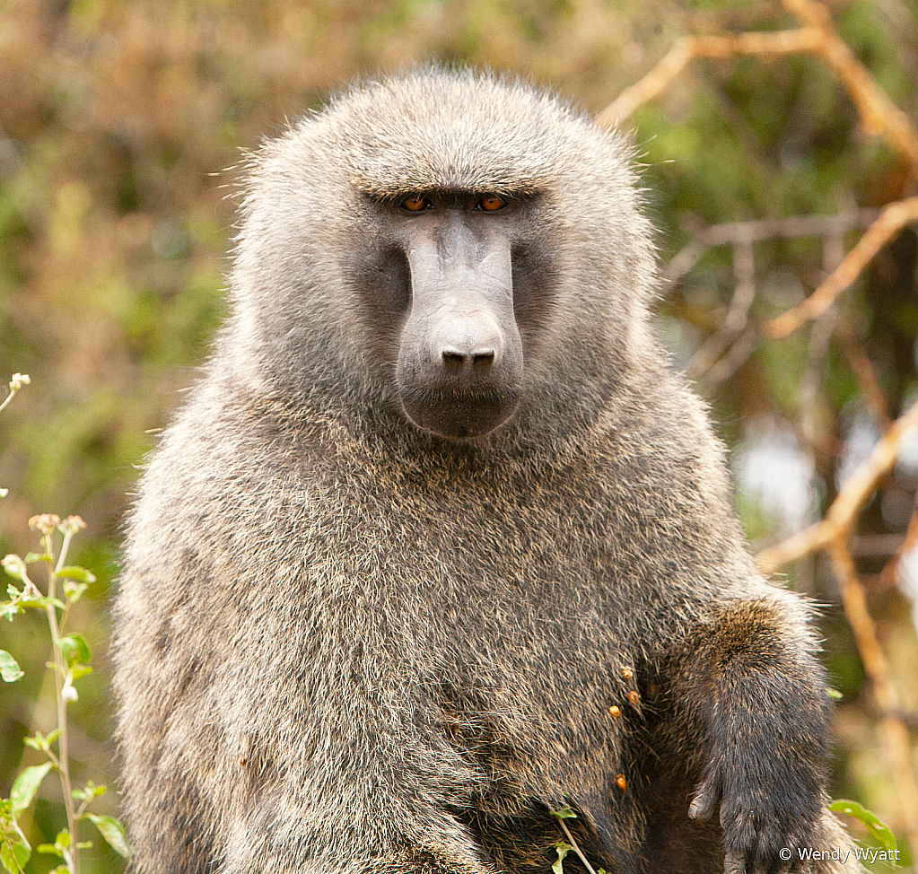 Baboon3