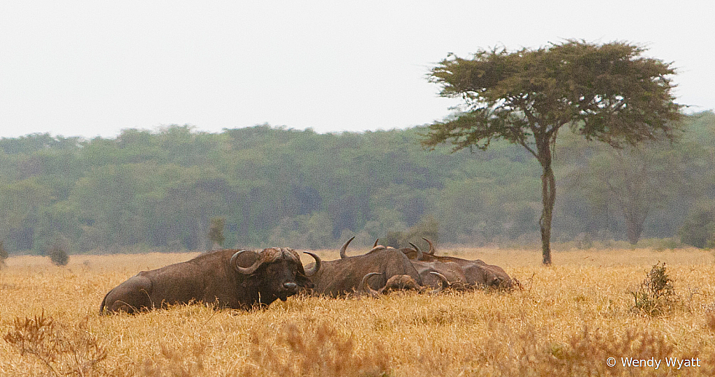 Cape Buffalo