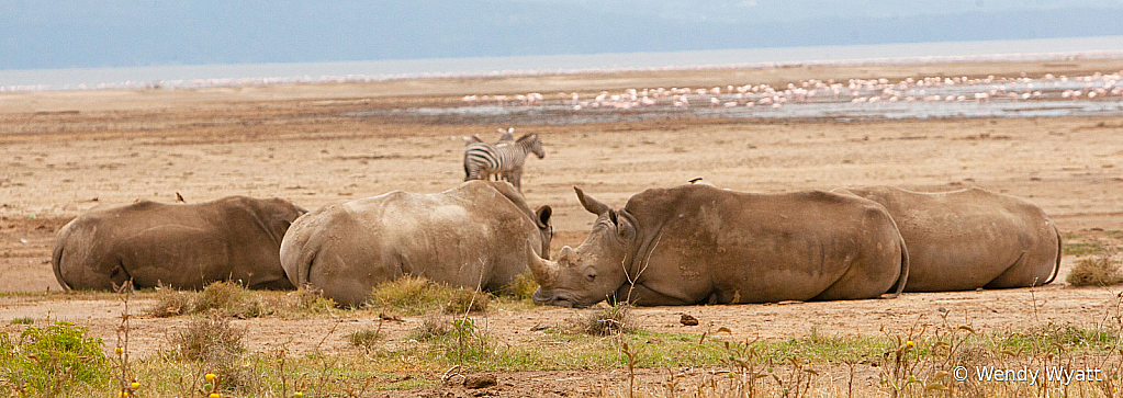 Rhino2