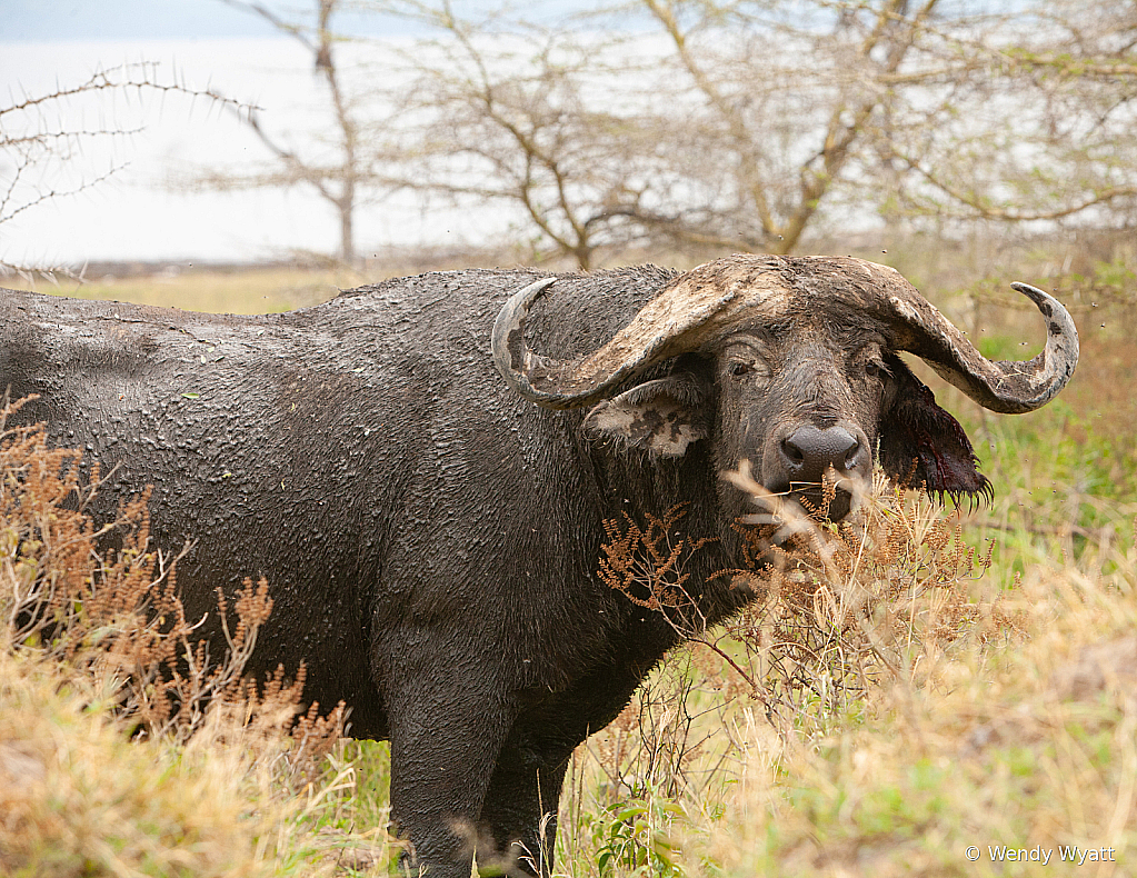 Cape Buffalo2