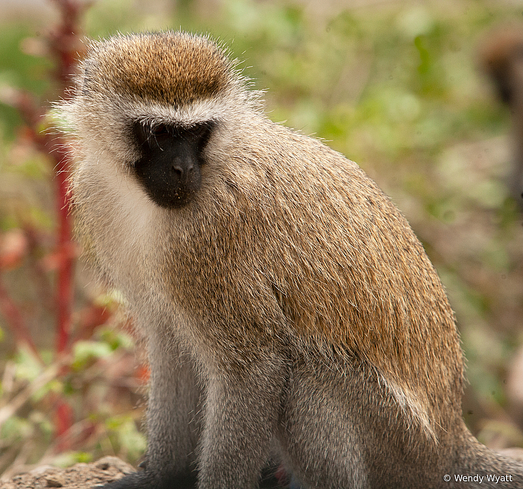 Monkey2