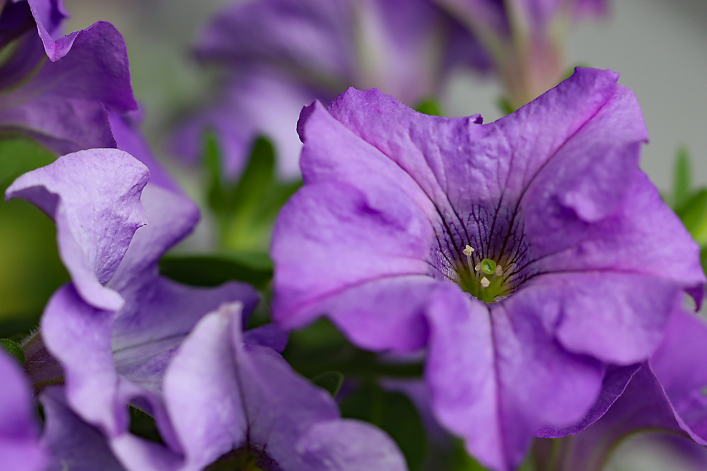 Purple Petunias 2