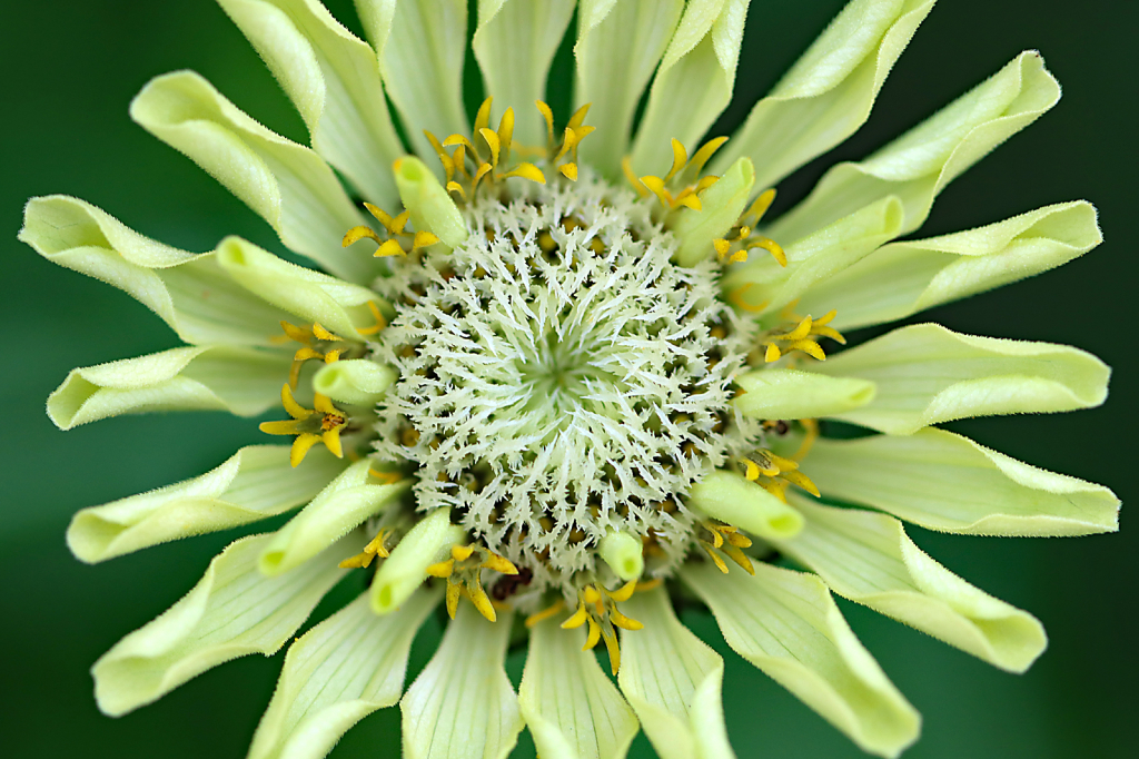 Lime Green Zinnia