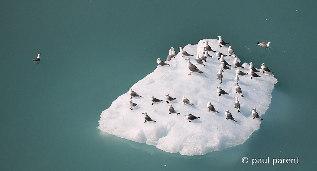 Birds on Ice