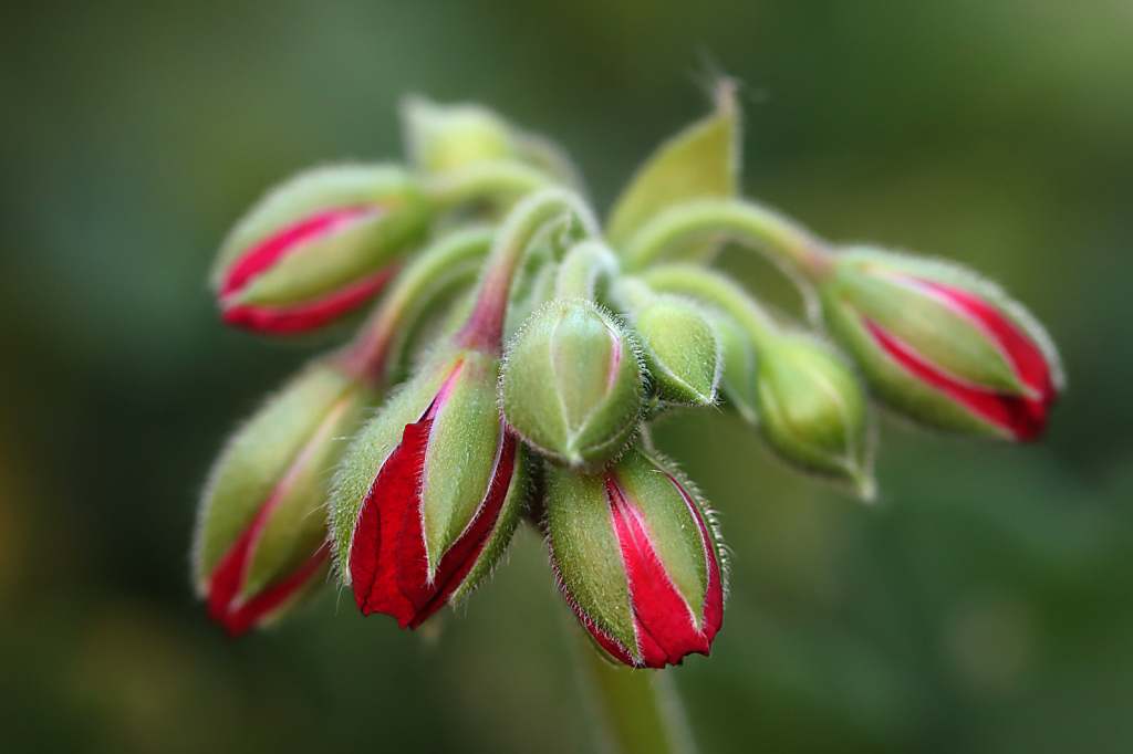 Red Geranium Buds