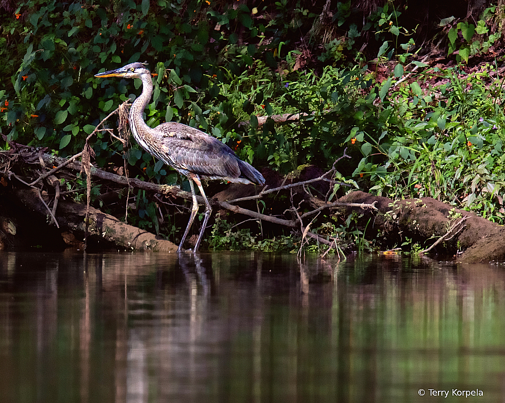 Great Blue Heron on the Wayauga River