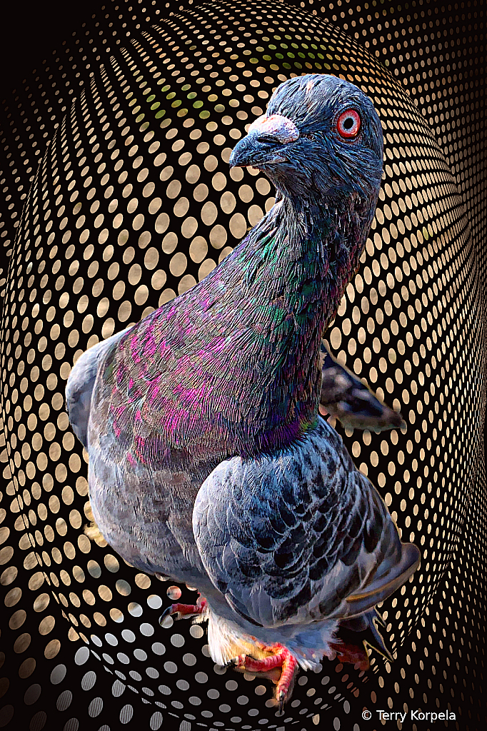 Just Another Goofy Rock Pigeon