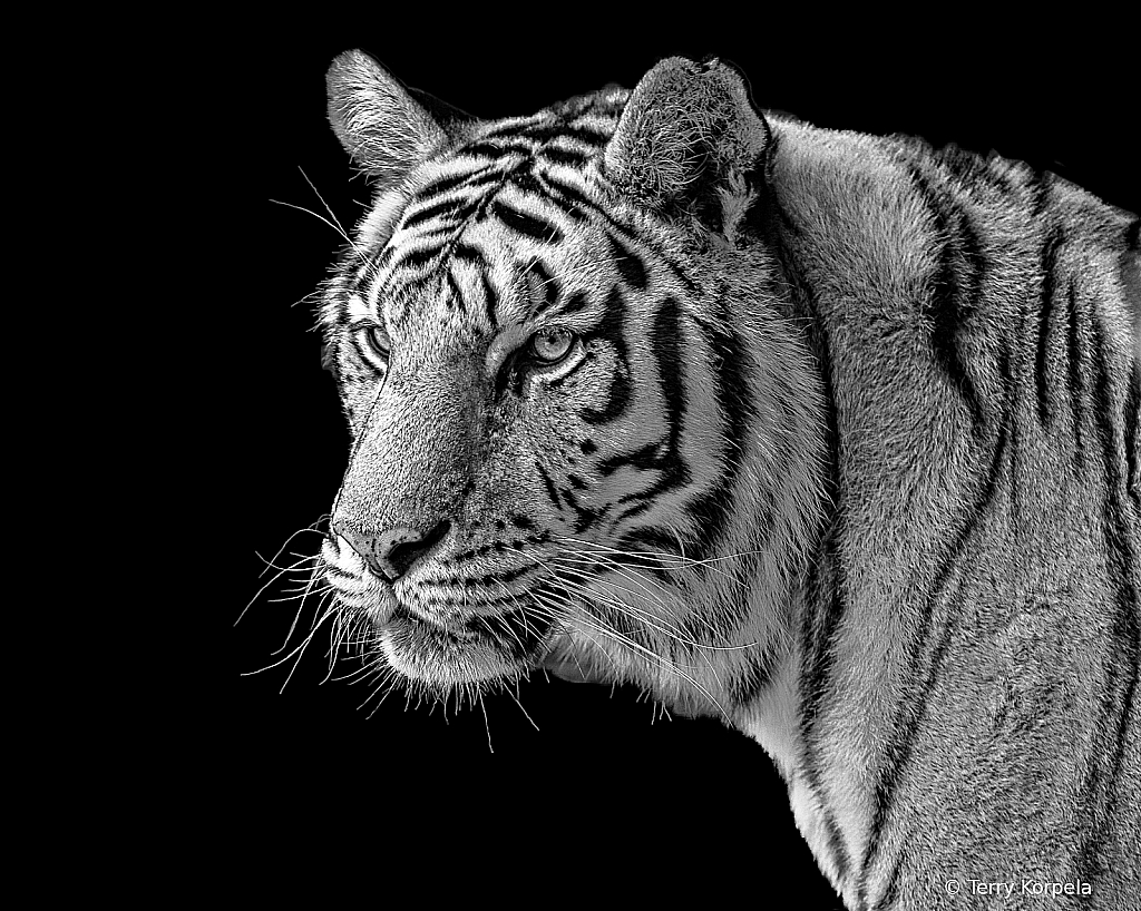 Big Kitty B&W