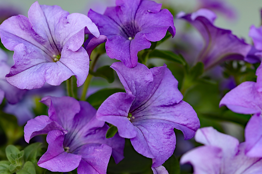 Purple Petunias 3