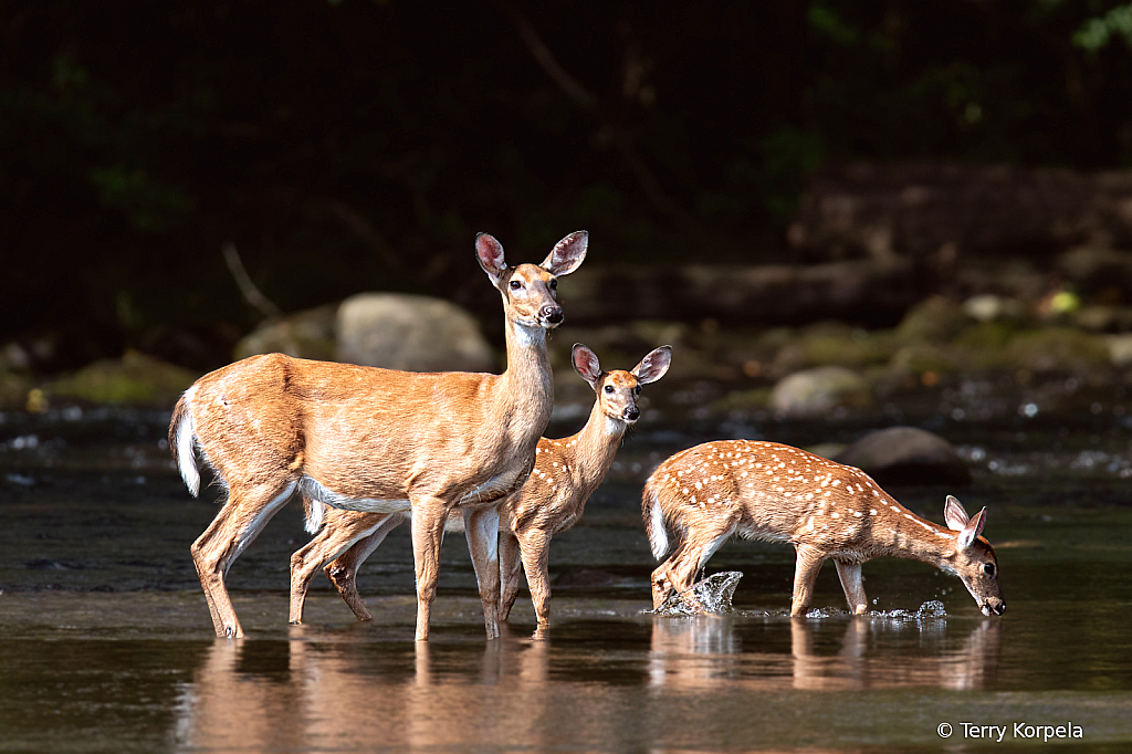 White-tailed Deer With Two Young Ones