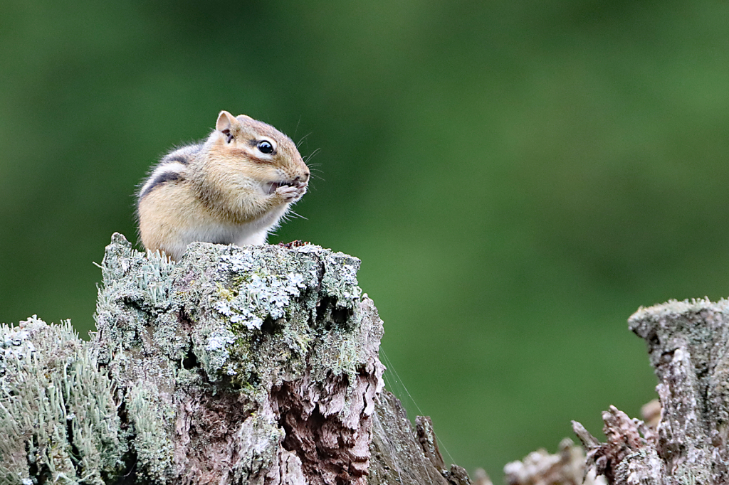 Chipmunk