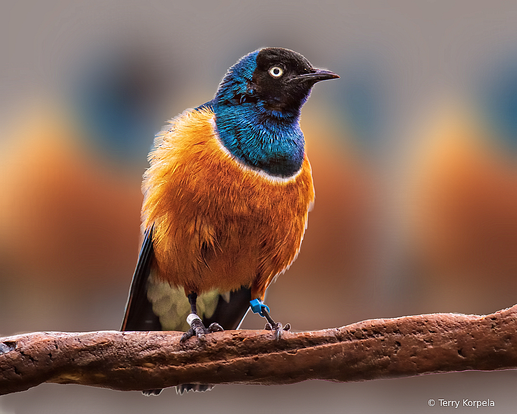 Superb Starling