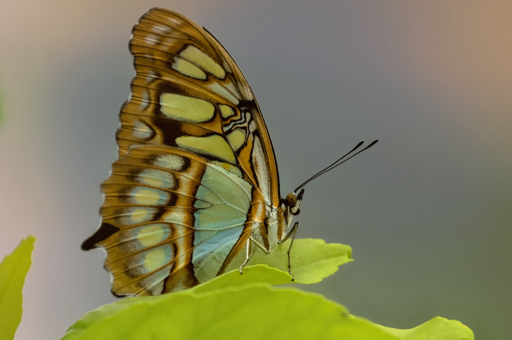 Full Butterfly Profile