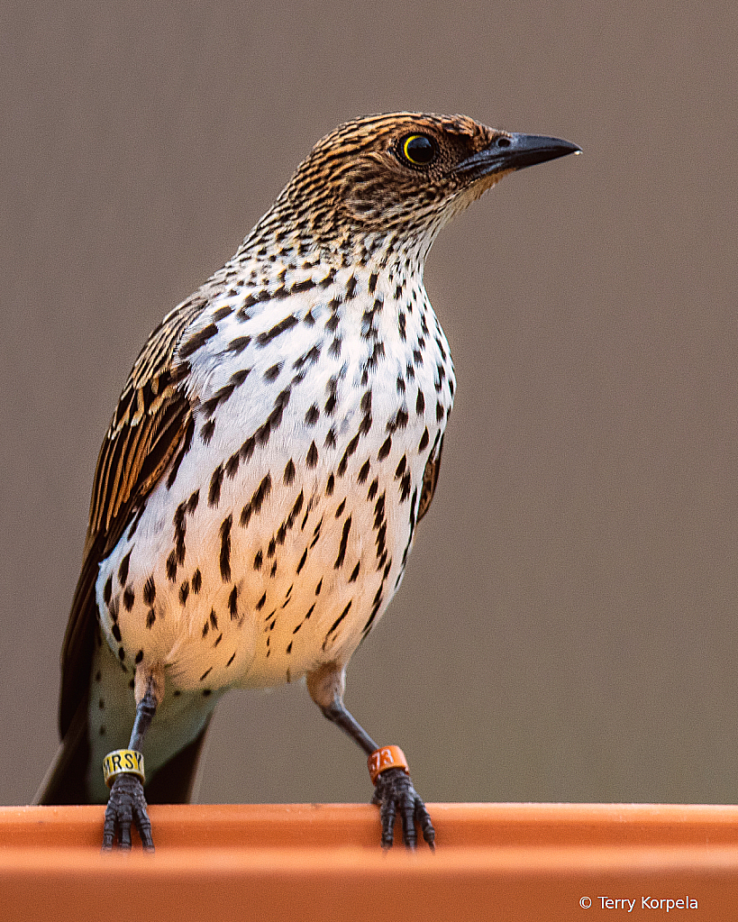 Violet-backed Starling (female)