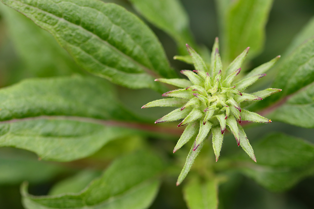 Coneflower Bud