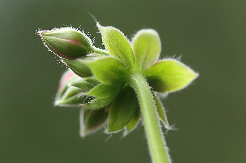 Geranium Buds
