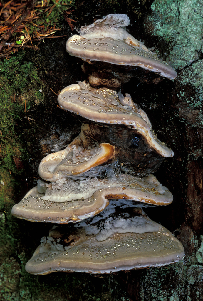 Mushroom1.jpg