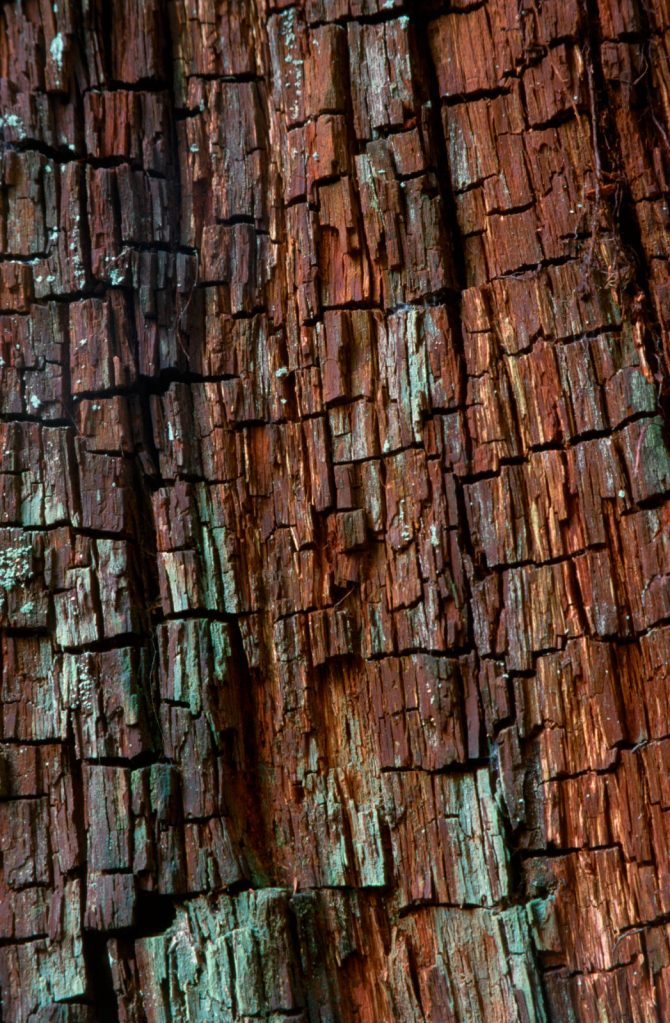 Old Wood1.jpg