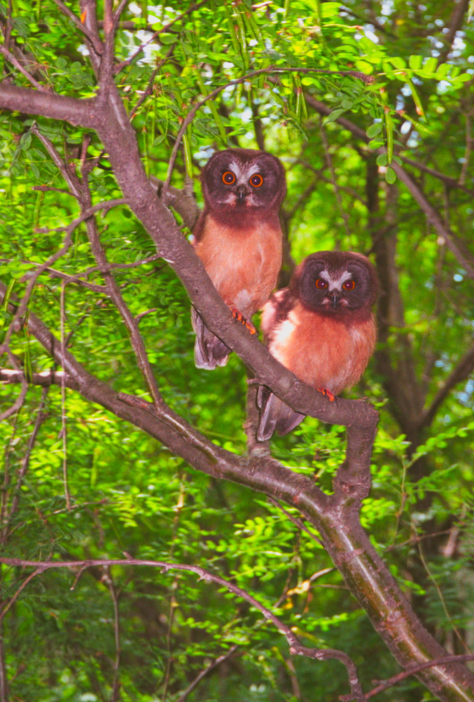 Owls.jpg