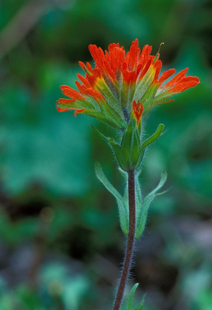 Paintbrush1.jpg