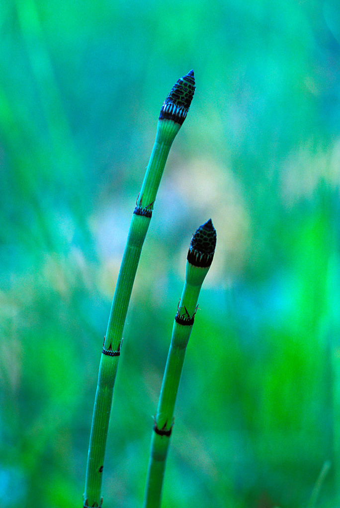 Plant2.jpg
