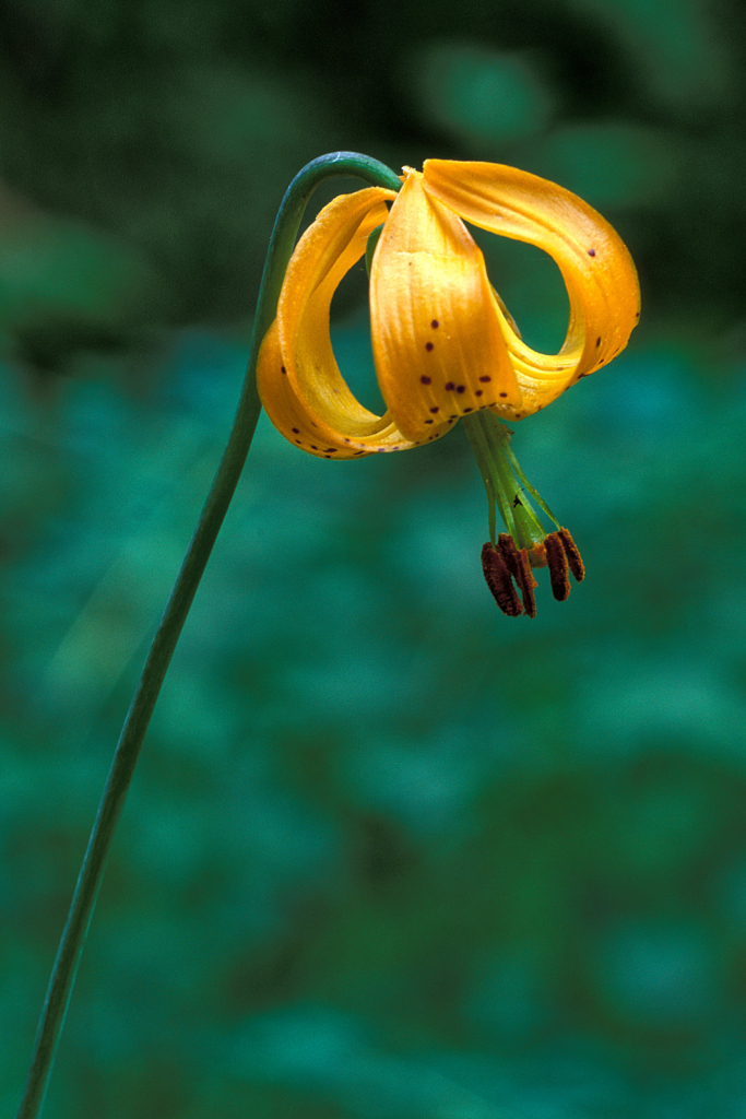 Tiger Lily2.jpg