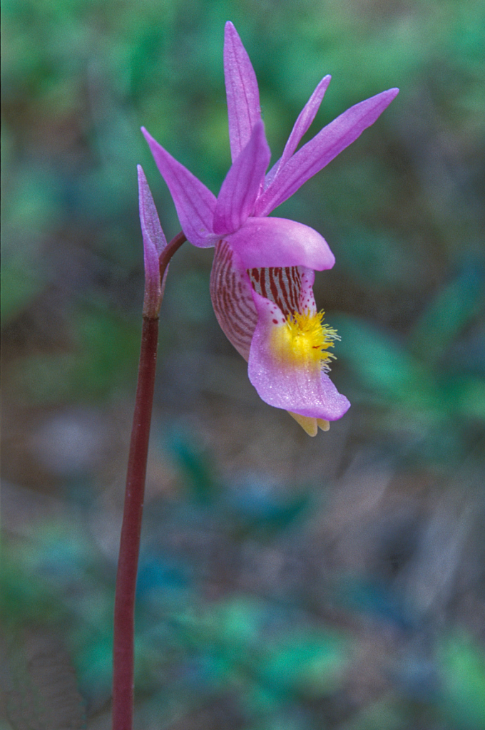 Calypso Fairyslipper3.jpg