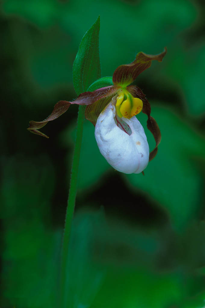White Ladyslipper7.jpg