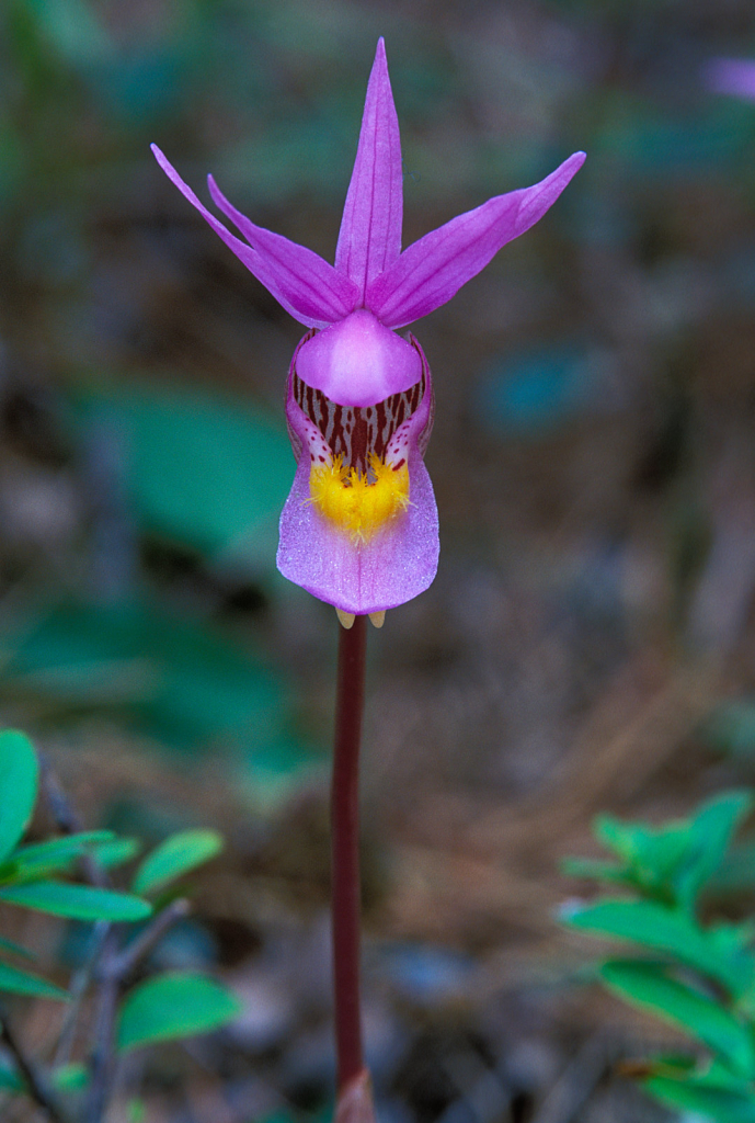 Calypso Fairyslipper4.jpg