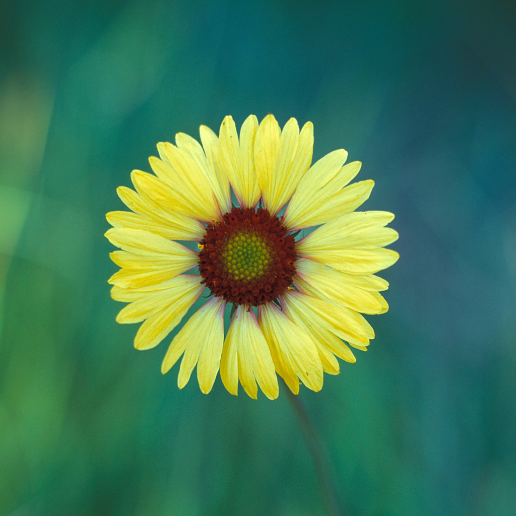 Flower2c.jpg