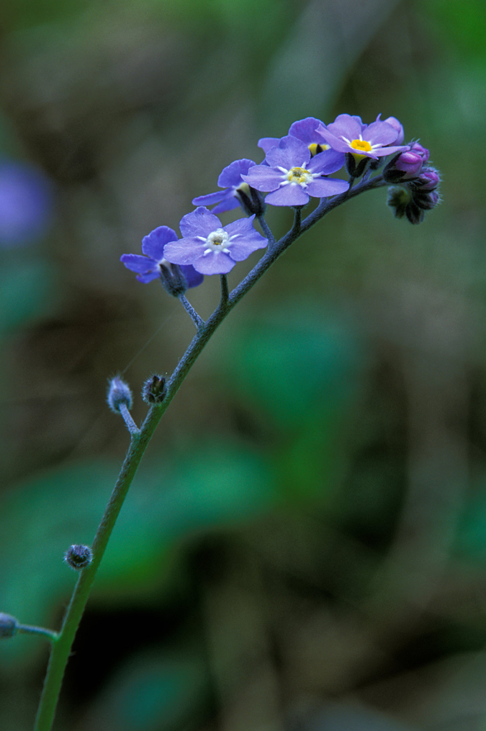 Flower12