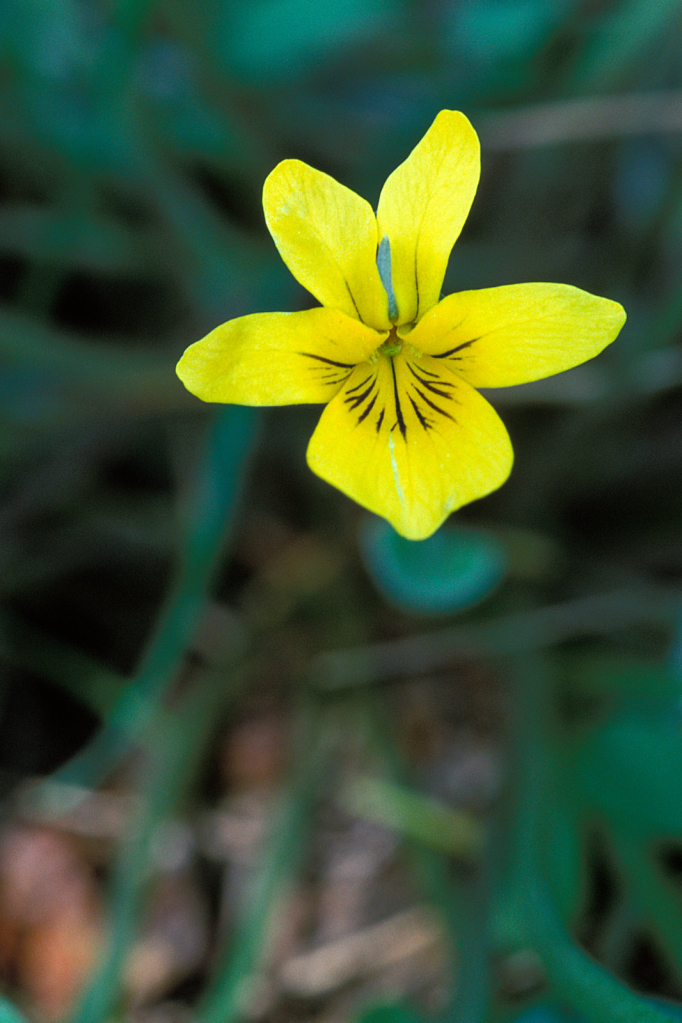 Flower26.jpg