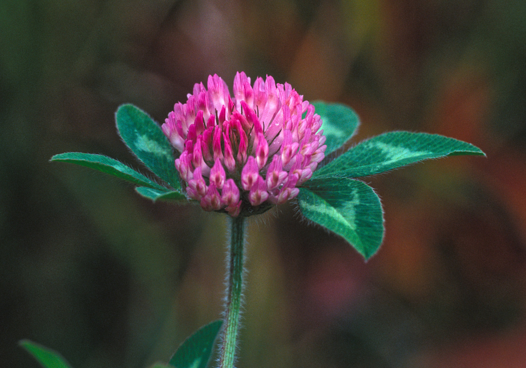 Flower44.jpg