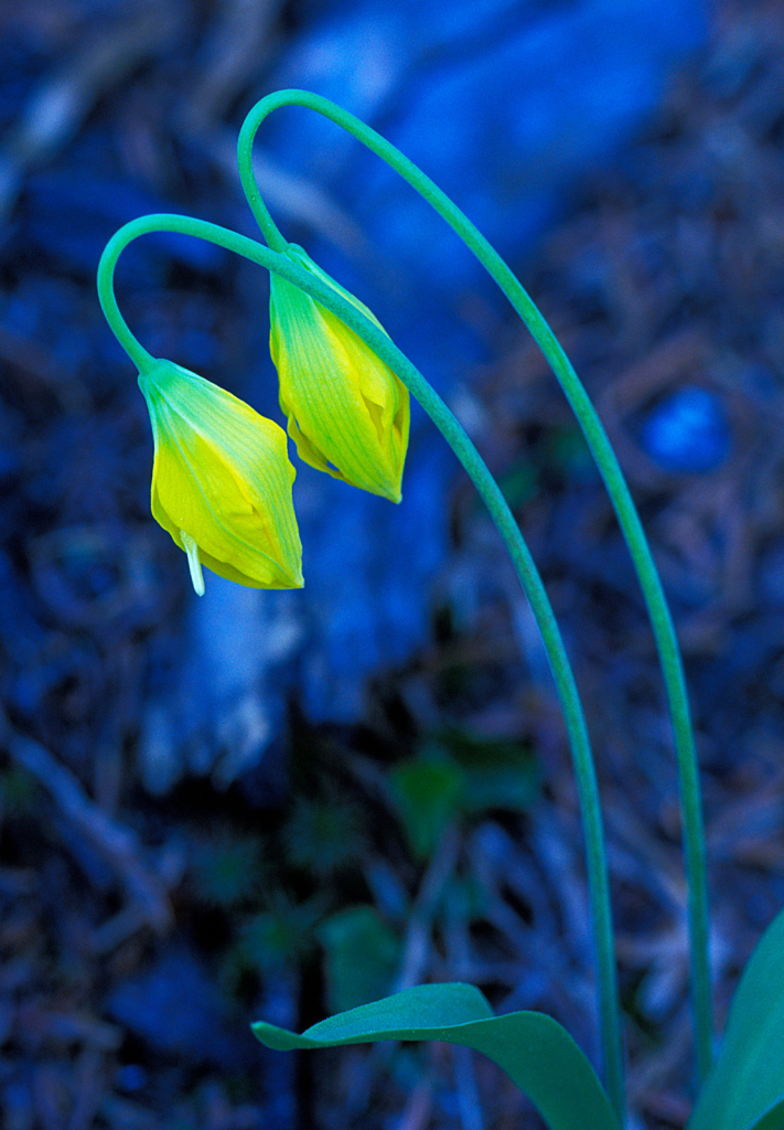 Glacier Lily6.jpg