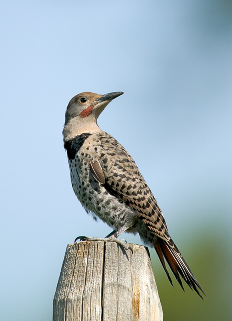 Northern Flicker 2479.jpg