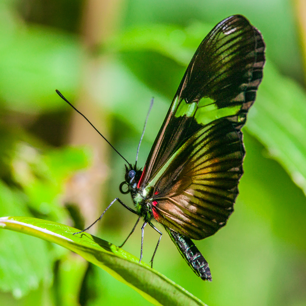 Butterfly 908V0639.jpg