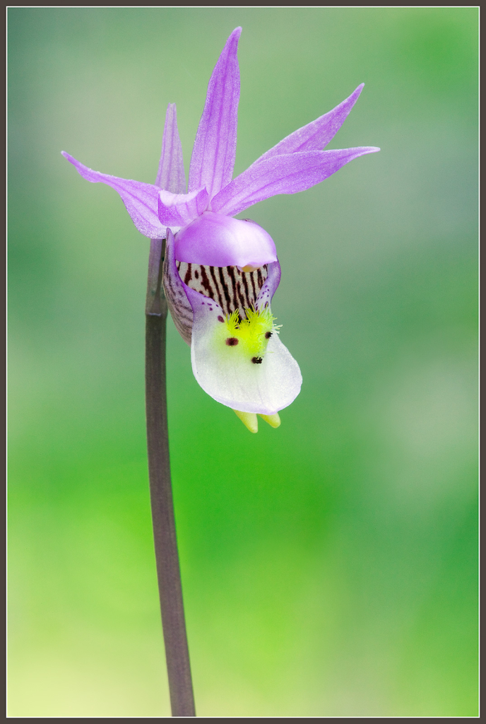 Fairyslipper 908V6912.jpg