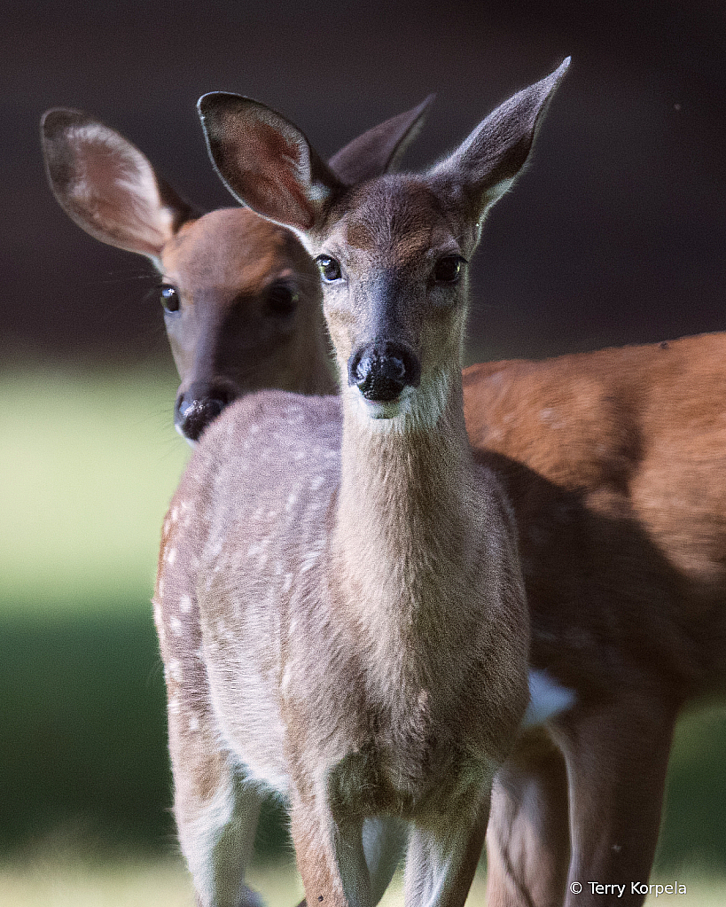 Two Young White-tail Dear