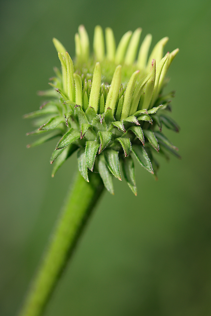 New Coneflower